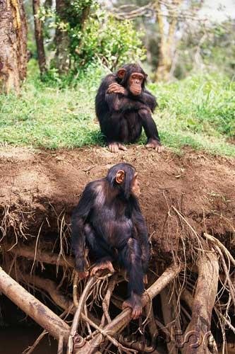 Jungles - An Exploration of the Most Mysterious of all Natural Worlds - The Animals Of The Jungle