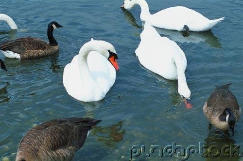 Ducks - Geese - Swans Of North America