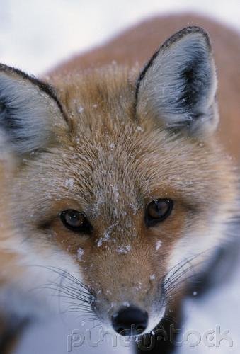 Foxes: The World of Foxes