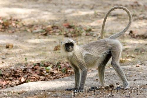 Primates Of The World: Primate Conservation - Part V