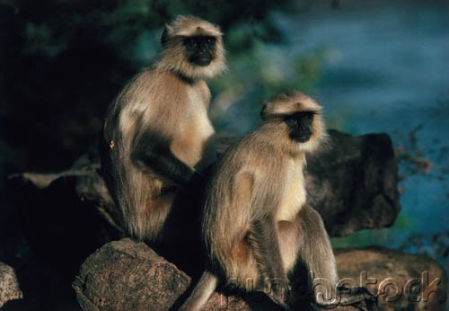 Primates Of The World - Primate Intelligence - Part IV