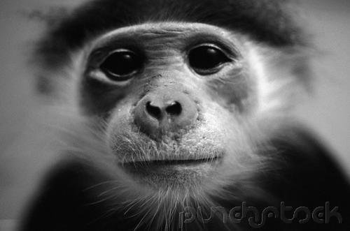 Primates of The World - Primate Social Behavior - Part III