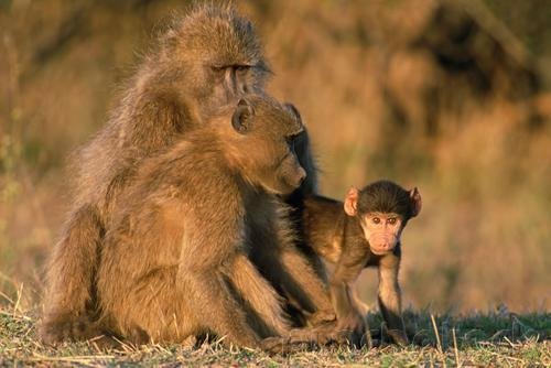 Primates Of The World - Primates In General - Part II