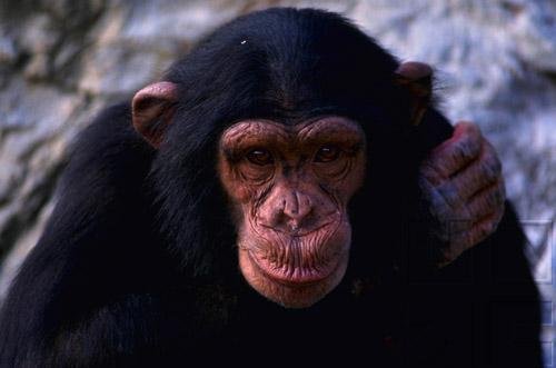 Primates Of The World: Primates - Part I
