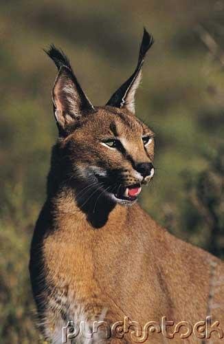 Forest Cat Of North America - Cougars, Bobcats & Lynx