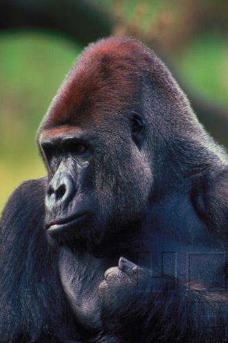 The Great Apes - The Nature Of The Great Apes - Our Next Of Kin