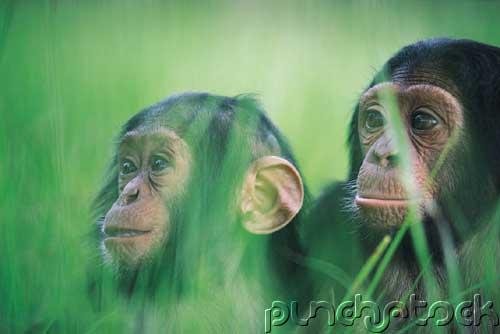 Chimpanzees - Social Climbers Of The Forest