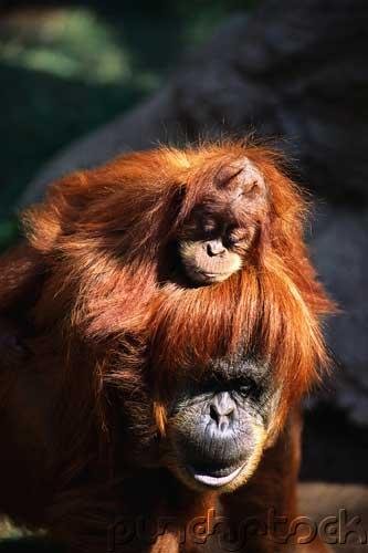 Orangutans - Their Evolution - Behavior & Future