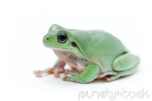 Frogs - All About Frogs