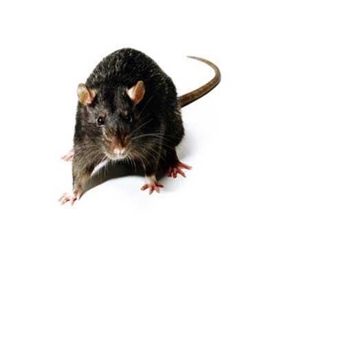 Rats