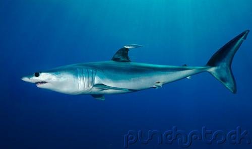 Sharks & Rays Of The World