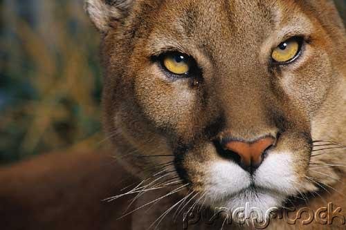 Cougars - Endangered Animals & Habitats