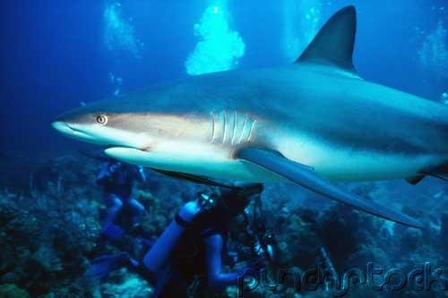 Sharks