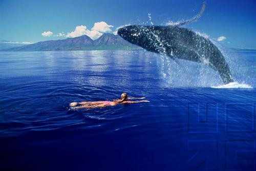 Whales Of The World