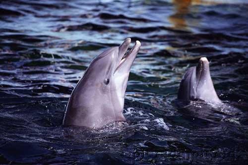 Dolphins Of The World