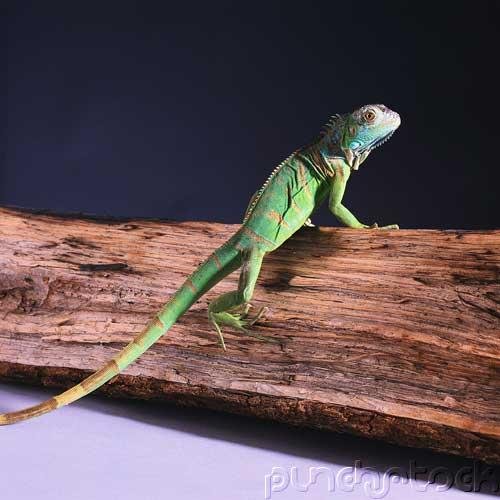 Lizards Of The World