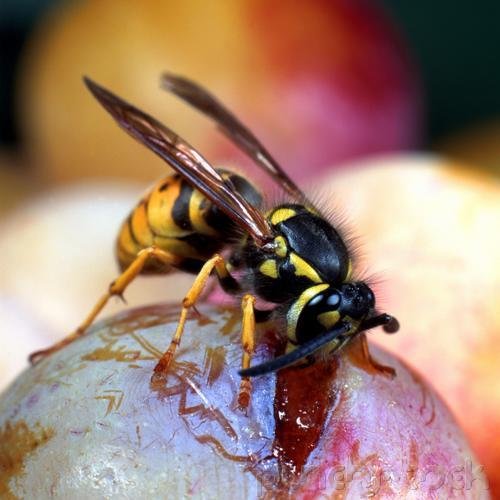 The Wasps - The Remarkable World Of The Wasps
