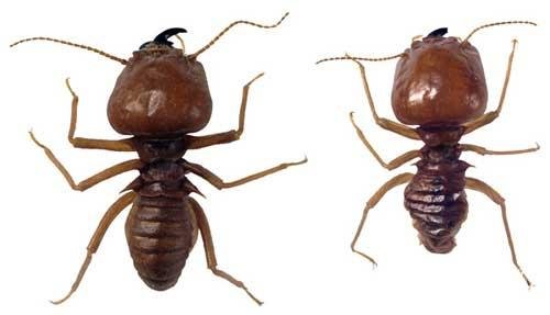 Termites - A Natural History Of Termites