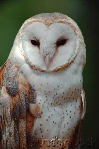 Owls of the World - Their Lives - Behavior & Survival