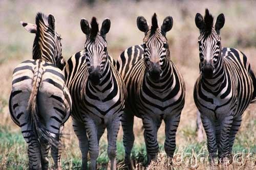 Zebras - A Natural History of Zebras