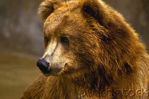 Bears Of The World