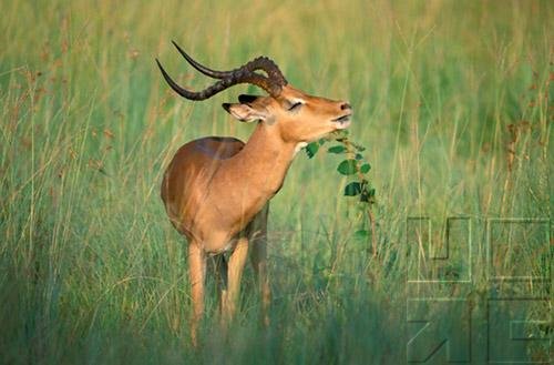 Antelopes - A Natural History of Antelopes