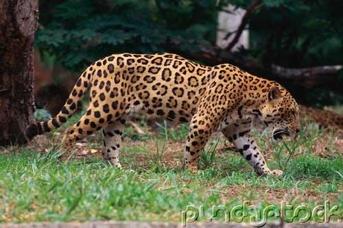 Jaguars - The Untamed World