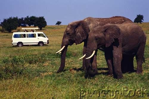 Elephants- The Astonishing Elephant - Part III