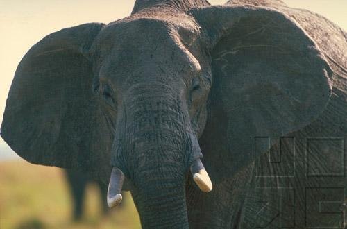 Elephants- The Astonishing Elephant - Part II