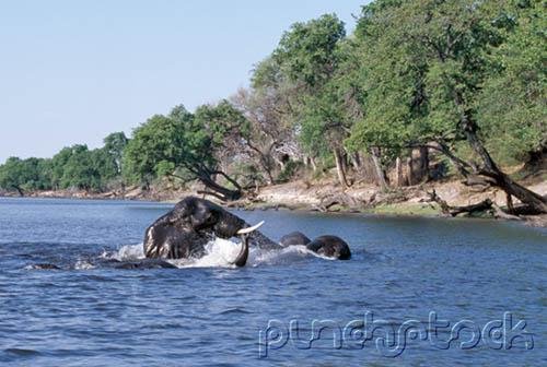 Elephants - The Astonishing Elephant - Part I