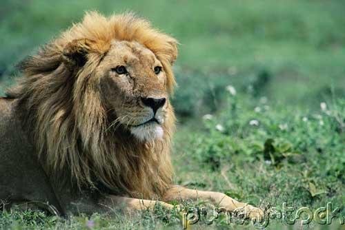 Lions - The Nature Of Lions - Social Cat Of The Savannas