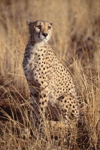 Cheetahs