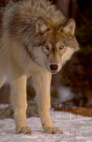 Wolves Of The World - Natural History & Conservation