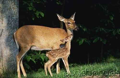 The Deer of North America - Part III