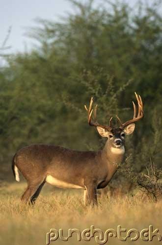 The Deer Of North America - Part II