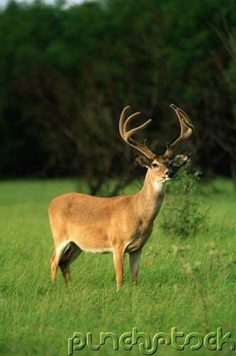 The Deer Of North America - Part I
