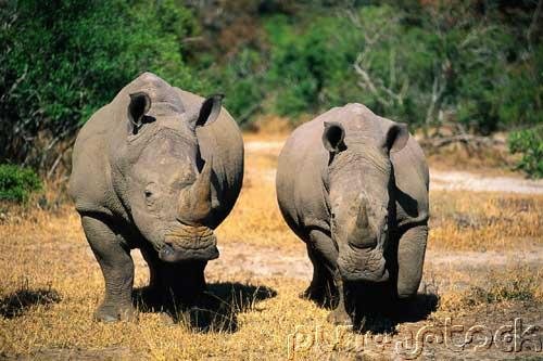 Rhinoceroses