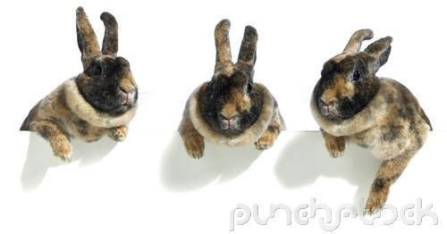 Rabbits & Rodents