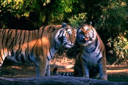 Tigers