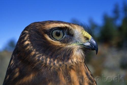 Raptors - Eagles - Hawks - Falcons & Vultures - Part IV