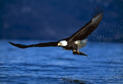 Raptors - Eagles - Hawks - Falcons & Vultures - Part III