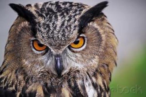 Raptors - Eagles - Hawks - Falcons & Vultures - Part II