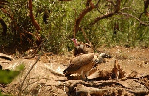 Raptors - Eagles - Hawks - Falcons & Vultures - Part I