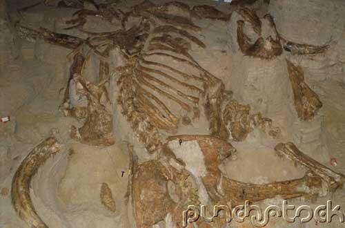 Prehistoric Life - Fossil Mammals