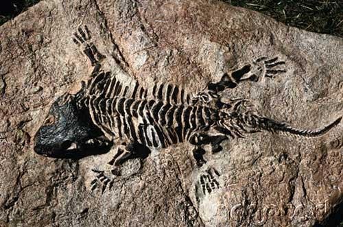 Prehistoric Life - Fossil Reptiles