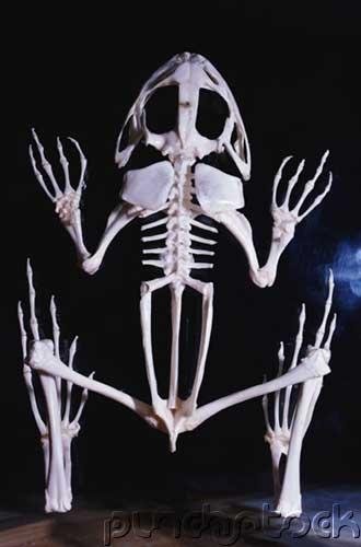 Prehistoric Life - Fossil Amphibians