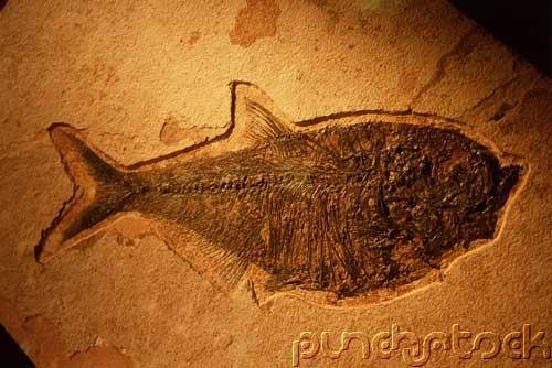 Prehistoric Life - Fossil Fishes