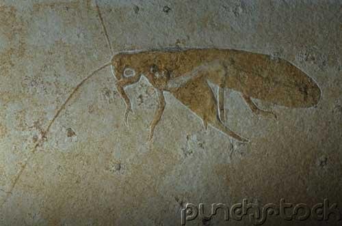 Prehistoric Life - Fossil Invertebrates