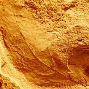 Prehistoric Life - Fossil Plants