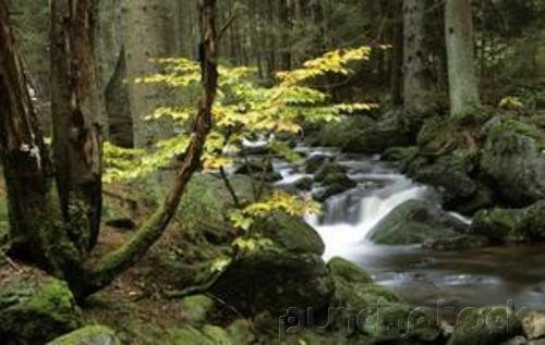 Growth Regulation & Growth Responses - Movement Of Water & Solutes in Plants